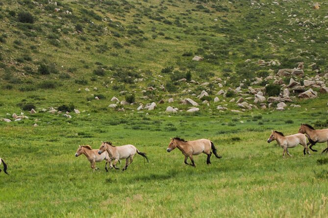 1 Day Semi-Gobi Tour Including Lunch And Free Camel +Bonus Khustai National Park - Nomad Family Visit: Culture, Traditions, and How to Be a Respectful Guest
