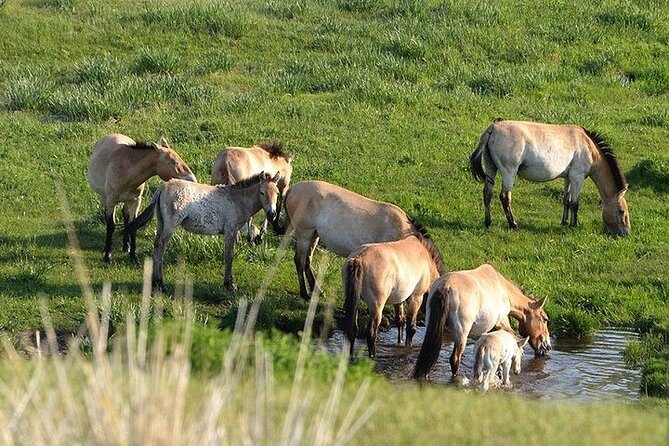 1 Day Semi-Gobi Tour Including Lunch And Free Camel +Bonus Khustai National Park - Weather, Timing, and How to Avoid a Rough Day