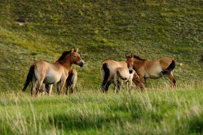 1 Day Tour: Khustai National Park - Key Things I’d Prioritize in Khustai National Park