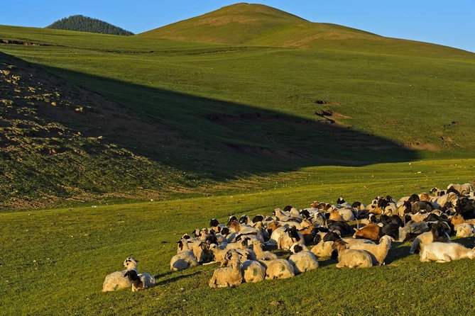 1 Day Tour: Khustai National Park - Entering The Takhi Zone: Why Khustai Matters