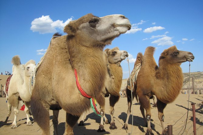 2 day Central Mongolia - Who this 2-day Central Mongolia trip suits best