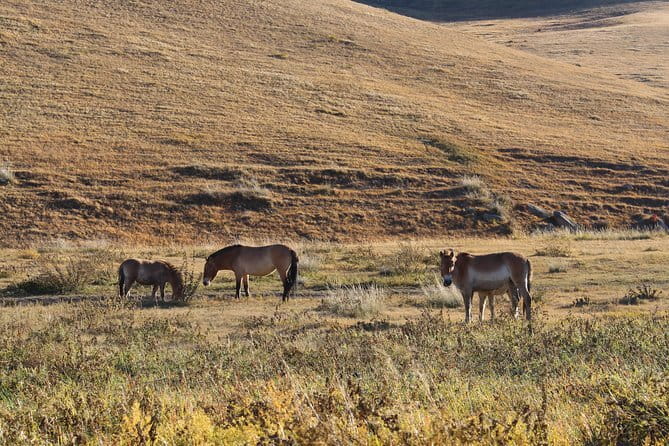 3 Day Mongolia Getaway tour Private tour - Who Should Book This Mongolia Getaway?