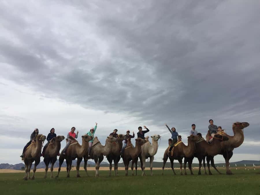 4 Day Central Mongolia - Hustai National Park on the Way Back, Wildlife Can Happen When You Stay Patient