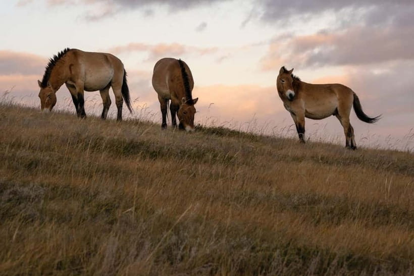 4 Days Central Mongolia-Amazing experiece - Kharkhorum and Ugii Lake: history on the Orkhon River and a slower lakeside finish