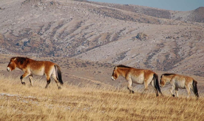 4 Days Central Mongolia-Amazing experiece - Day 3 in practice: switching from empire stories to birdlife calm