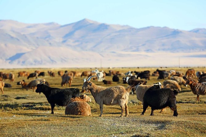 4 Days Tour: Central Mongolia - Why Central Mongolia in 4 Days Feels Less Rushed