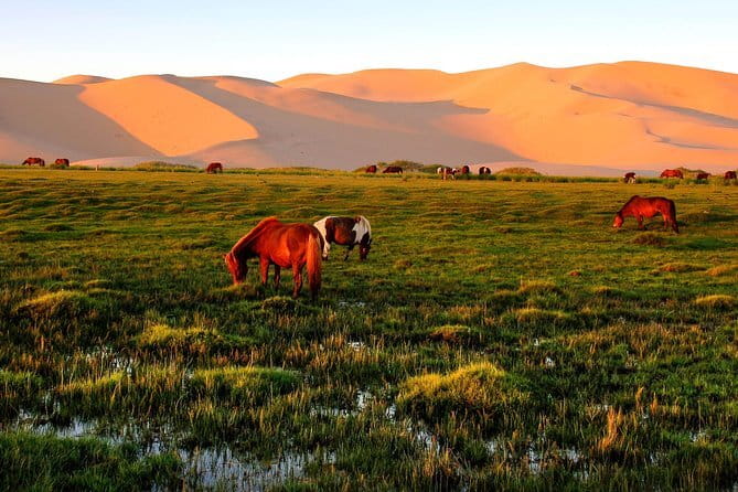 6 Days Color of Gobi Desert - How This 6-Day Gobi Loop Really Feels