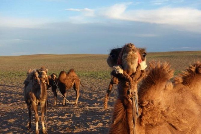 7 days Great Gobi Tour - Day 3 in the Yolyn Am gorge: the Ice Field is not a gimmick