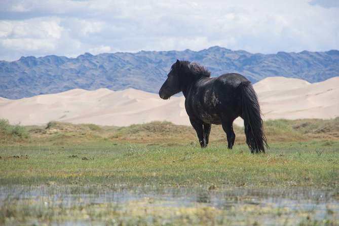 8 Days Tour: Gobi Desert And Kharkhorin - Why This 8-Day Gobi and Kharkhorin Trip Works