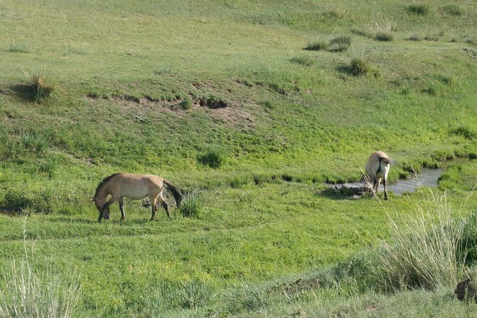 Authentic Mongolian two days tours in Terelj & Khustai National P - Khustai National Park and the Takhi: the trip’s main reason to go