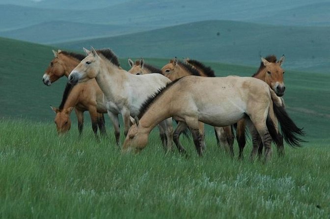 Day Tour of Hustai National Park - The morning drive: pickup, timing, and what the first hour feels like