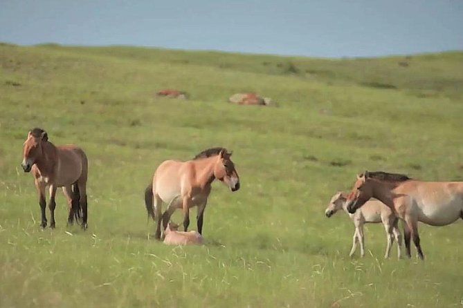 Day Tour of Hustai National Park - Lunch in a ger, and what to expect at the family stop