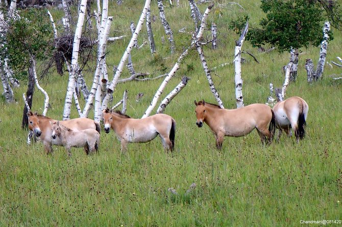 Day Tour of Hustai National Park - So, should you book this Hustai day trip?