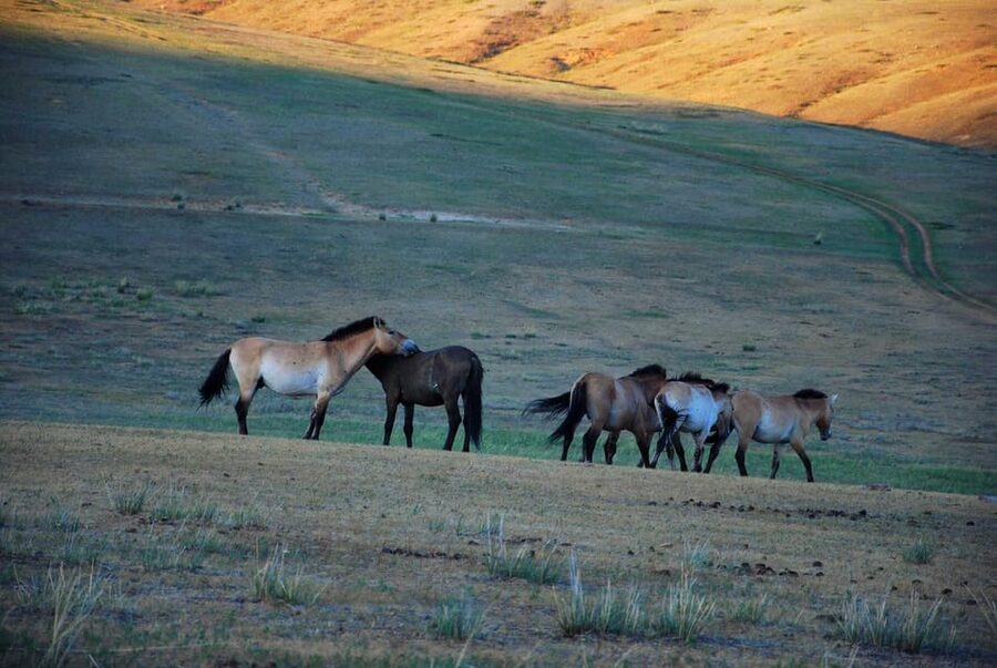 Day tour to Hustai national park - Key things to know before you go