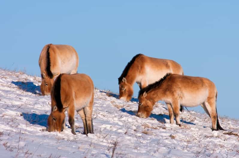 Day tour to Hustai national park - Hustai Day Tour Schedule, Pickup, and the Car Time Reality