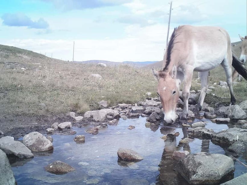Day tour to Hustai national park - Przewalski’s Horses and Deer, Where Distance Becomes Part of the Experience