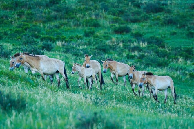 Essence of Mongolia 5 Days - What to Know Before You Go, Beyond the Usual Packing List