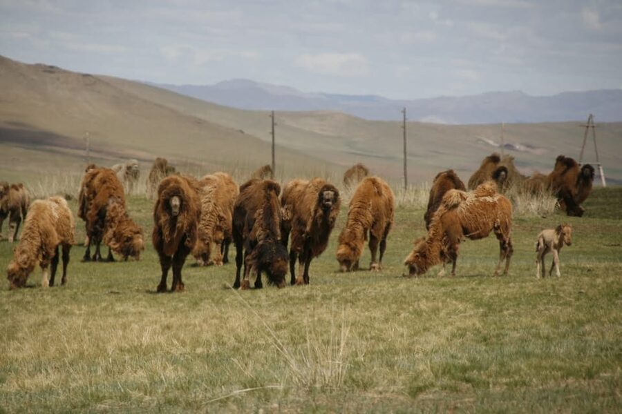 From Ulaanbaatar: Day Trip to Hustai National Park - Arriving at Hustai: What You’re Actually Chasing