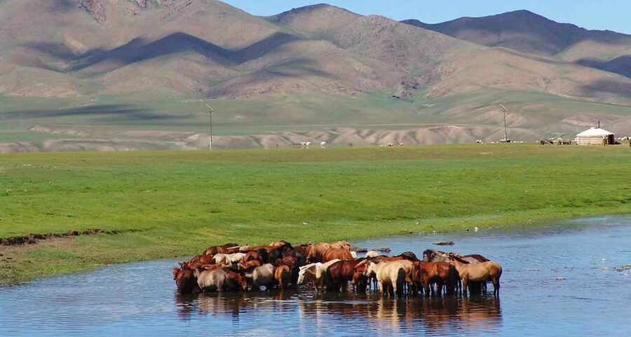 From Ulaanbaatar: Day Trip to Hustai National Park - Who Should Book Hustai, and Who Should Skip It