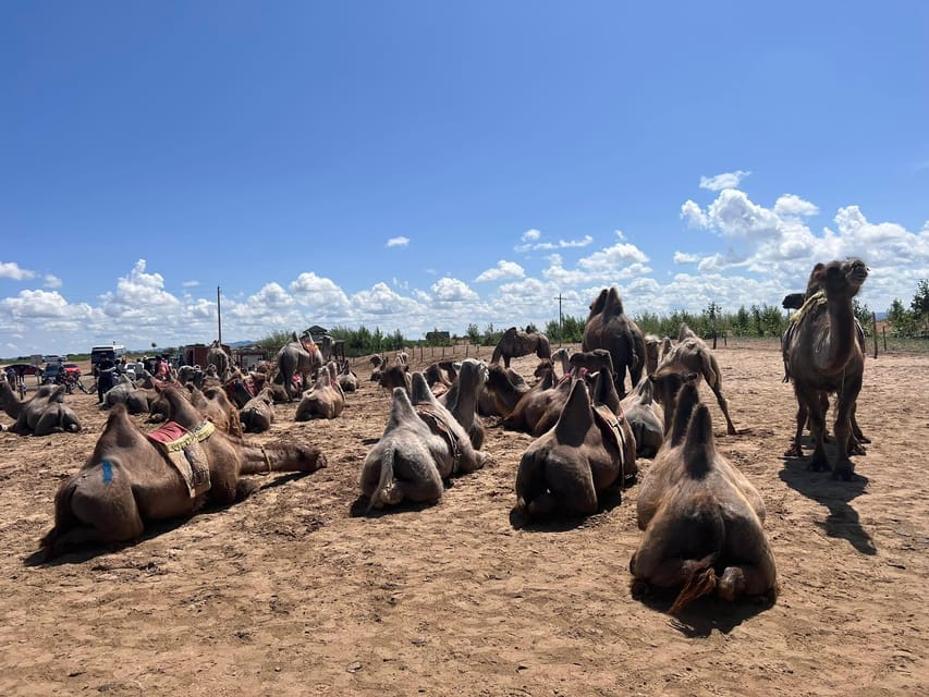 From Ulaanbaatar: Semi Gobi, Nomads, Ancient Kharkhorin Tour - Price and logistics: is $280 a good deal?