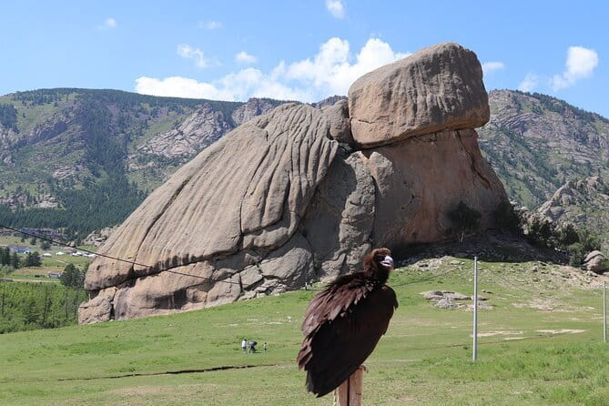 Full Day Chinggis Khaan Statue & Terelj NP Tour +Horseride, Eagle - Eagle on your shoulder: the standout “I can’t believe this is real” moment