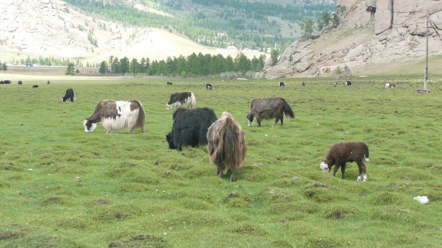 Guided Day Tour Terelj National Park Chinggis Khaan Statue - Ulaanbaatar pickup and Zaisan Memorial hill views