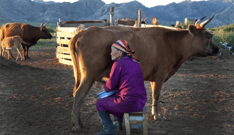 MONGOLIAN NOMADS: 2-Day Horse Trekking & Cow Milking Tour - Should You Book the Mongolian Nomads 2-Day Horse Trek and Cow Milking Tour?