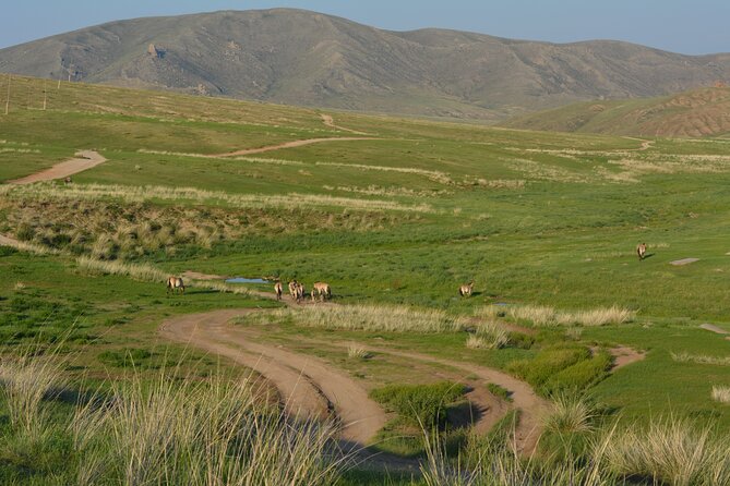 Private 3-Day Tour of National Parks From Ulaanbaatar - Day 1 at Hustai National Park: takhi, Ugut stones, and a ger camp with context
