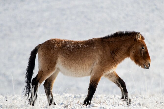Private Day Tour in Hustai Nuruu National Park - Key things to know before you go