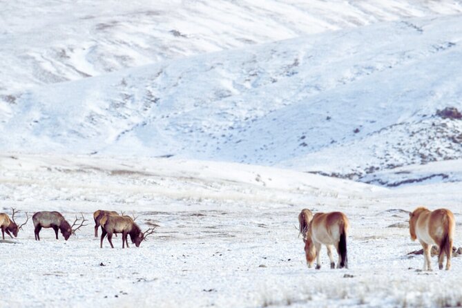 Private Day Tour in Hustai Nuruu National Park - Khustain Nuruu and the Takhi: the conservation story you can see