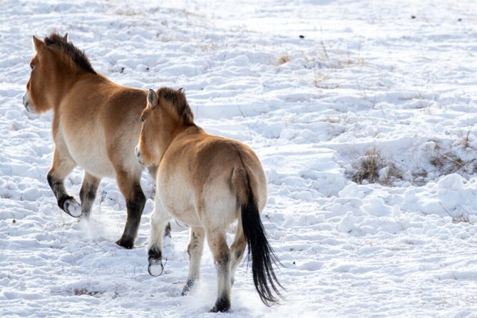 Private Day Tour in Hustai Nuruu National Park - Stop 1 at Khustain Nuruu National Park: your first big wildlife window