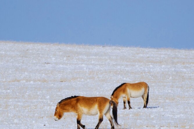 Private Day Tour in Hustai Nuruu National Park - Stop 2 in the park: information center, preservationists, and the human side of wildlife