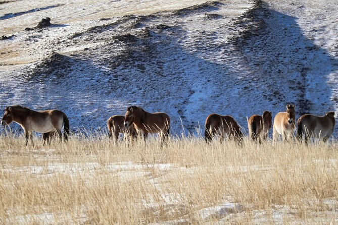 Private Day Tour in Hustai Nuruu National Park - Takhi sightings: how season affects what you actually see