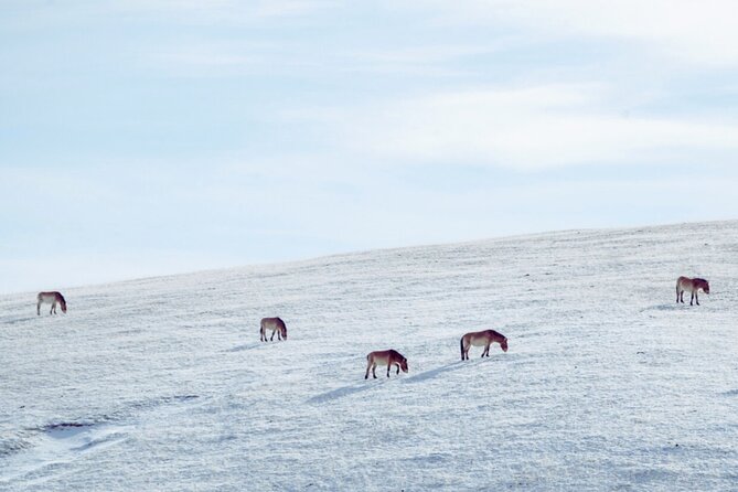 Private Day Tour in Hustai Nuruu National Park - Price and value: is $160 per person fair?