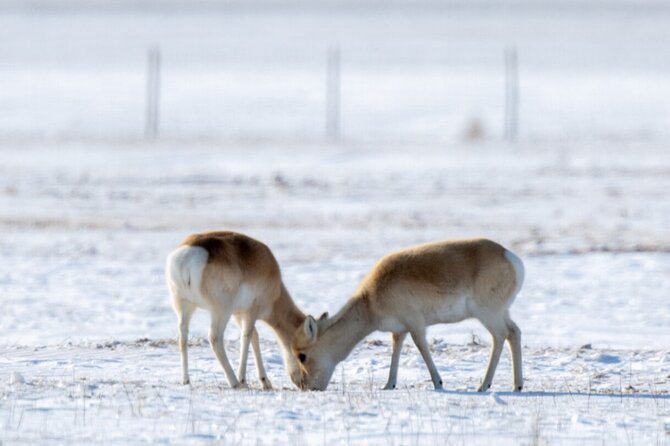 Private Day Tour in Hustai Nuruu National Park - The drive out of Ulaanbaatar, and what to expect from the timing