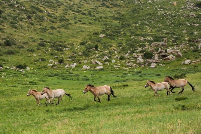 Private Full-Day Cycling Tour from Ulaanbaatar - The Second Half: Gentle Rolling Back Across Open Valley
