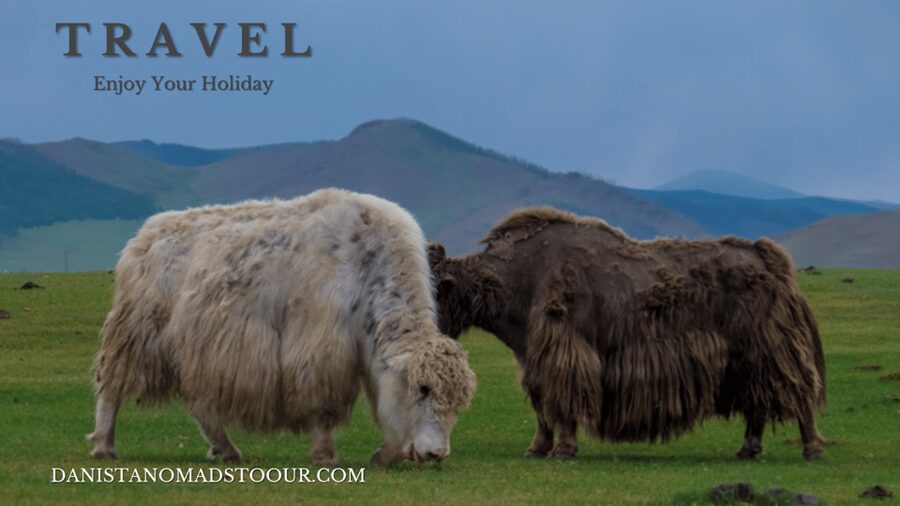 Terelj ,Khar khorum ,Horse ride , Camel ride , Monastery - Camel Ride Included: The One-Hour Plus Factor