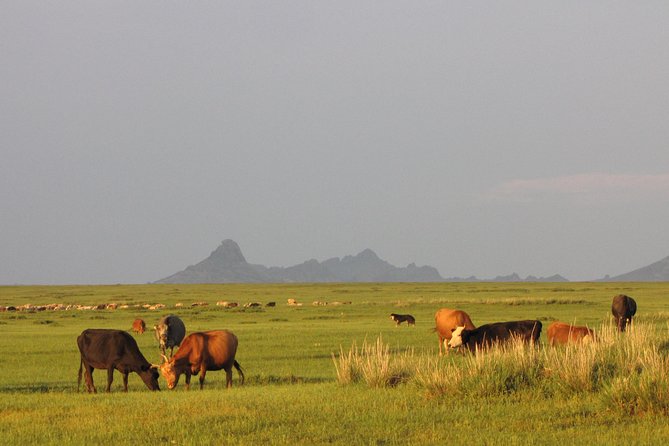 The Best of Central Mongolia Tour in 5 Days - Day 5 Khustai National Park: Takhi horses and the point of conservation