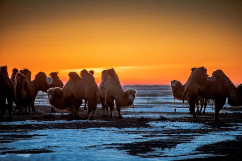 Ulaanbaatar: 4-Day Central Mongolia Winter Tour - Key Things You’ll Want to Know Before You Go