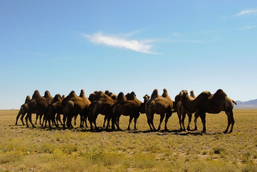 Ulaanbaatar: Semi-Gobi Desert Day Trip & Camel Ride - Why Elsen Tasarkhai feels like a shortcut to the Gobi