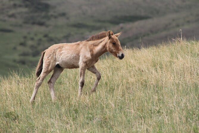 Wildlife Watching Day Tour at Hustai National Park - Key Points You’ll Care About