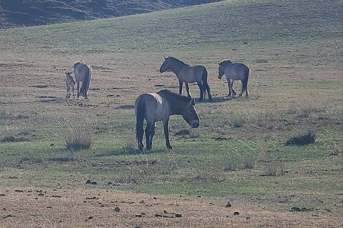 Wildlife Watching Day Tour at Hustai National Park - 7:00 am Pickup and the 2 Hour Drive That Sets the Tone