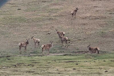 Wildlife Watching Day Tour at Hustai National Park