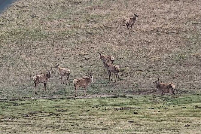 Wildlife Watching Day Tour at Hustai National Park - Lunch at Hustai Resort: Fueling the Afternoon Wildlife Run